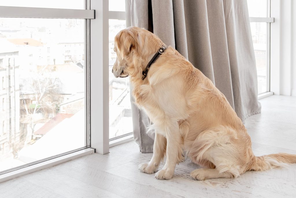 Dogs and Time: How They Sense Their Owners’ Arrival