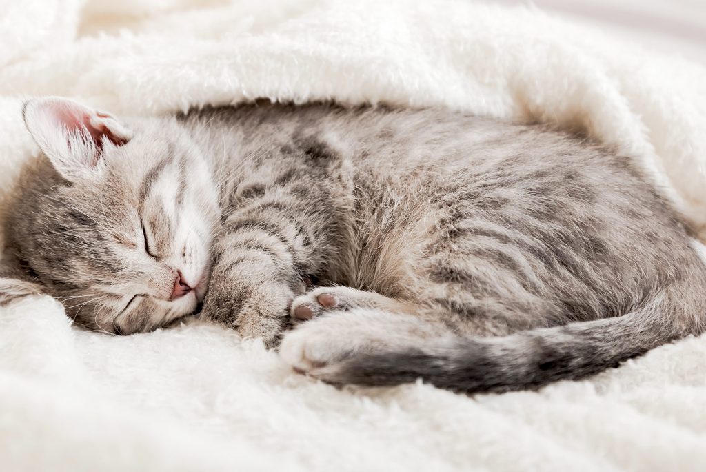 Exploring Cat Sleeping Patterns Secrets: Understanding Crepuscular Behavior