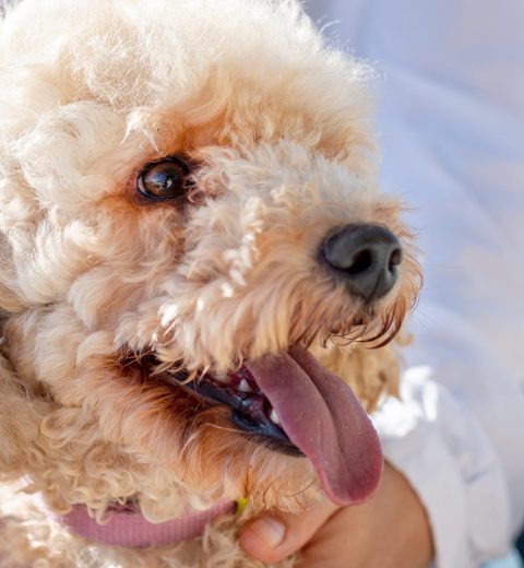 How to Handle a Pet Cat Lost in Yellowstone: What You Need to Know and How to Act