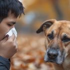 How to Handle a Pet Cat Lost in Yellowstone: What You Need to Know and How to Act